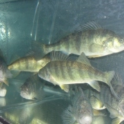 perch
